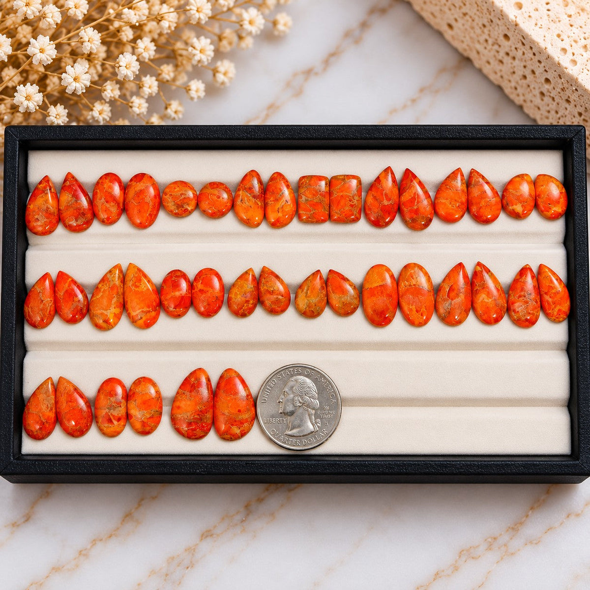 Sponge coral cabochon pairs laid out side by side in a display tray with a US quarter for scale