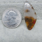  Seam Agate freeform cabochon 34x14mm next to US Quater Doller for size reference